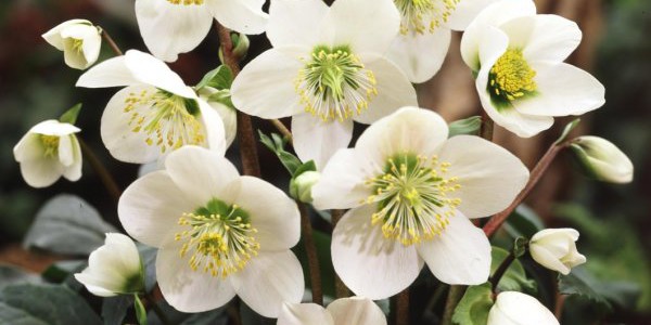 Christmas-rose-600x300